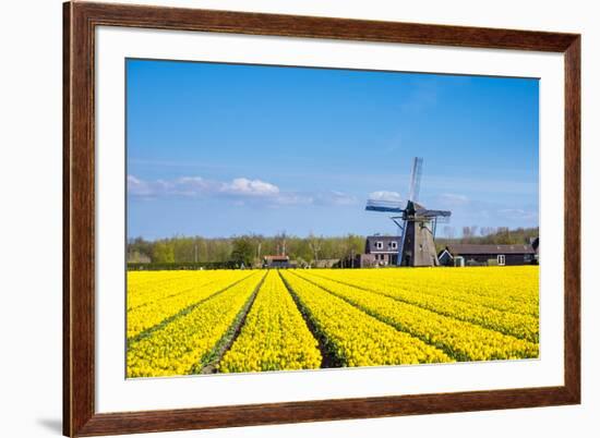 Netherlands, South Holland, Nordwijkerhout. Yellow Dutch tulip filed, tulips in front of a windmill-Jason Langley-Framed Photographic Print