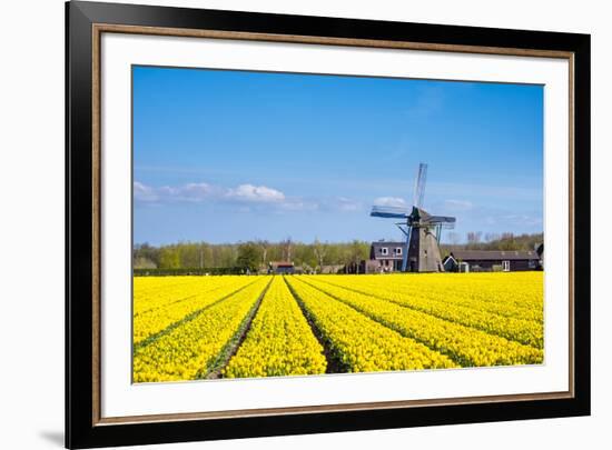 Netherlands, South Holland, Nordwijkerhout. Yellow Dutch tulip filed, tulips in front of a windmill-Jason Langley-Framed Photographic Print