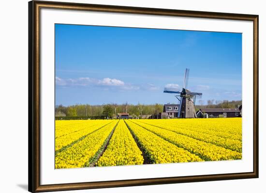 Netherlands, South Holland, Nordwijkerhout. Yellow Dutch tulip filed, tulips in front of a windmill-Jason Langley-Framed Photographic Print