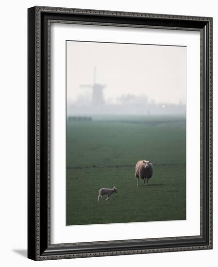 Netherlands, South Holland, Sheep and Lamb Standing in Farm-David Barnes-Framed Photographic Print