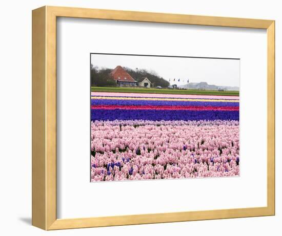 Netherlands. Spring flower fields.-Terry Eggers-Framed Photographic Print