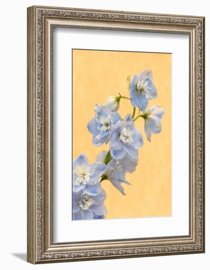 Netherlands, Venlo. Delphinium Parfait at the World Horticultural Expo-Jaynes Gallery-Framed Photographic Print