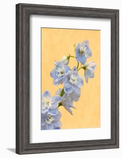 Netherlands, Venlo. Delphinium Parfait at the World Horticultural Expo-Jaynes Gallery-Framed Photographic Print