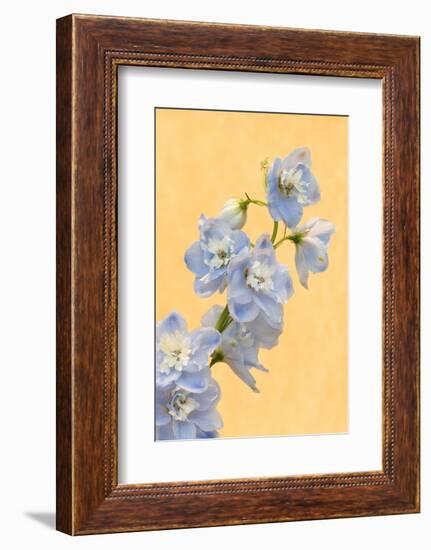 Netherlands, Venlo. Delphinium Parfait at the World Horticultural Expo-Jaynes Gallery-Framed Photographic Print