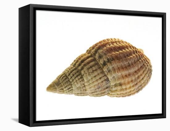 Netted Dog Whelk Shell, Normandy, France-Philippe Clement-Framed Premier Image Canvas