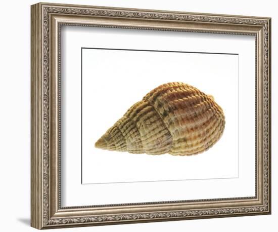 Netted Dog Whelk Shell, Normandy, France-Philippe Clement-Framed Photographic Print