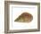 Netted Dog Whelk Shell, Normandy, France-Philippe Clement-Framed Photographic Print