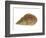 Netted Dog Whelk Shell, Normandy, France-Philippe Clement-Framed Photographic Print