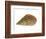 Netted Dog Whelk Shell, Normandy, France-Philippe Clement-Framed Photographic Print