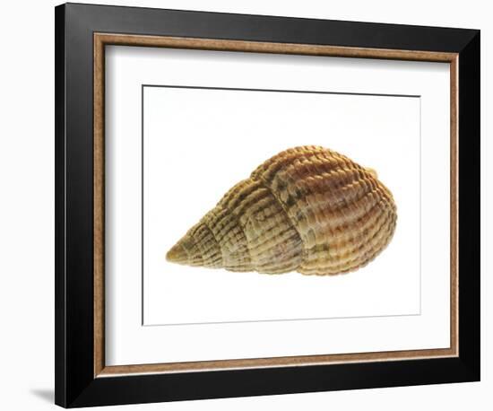 Netted Dog Whelk Shell, Normandy, France-Philippe Clement-Framed Photographic Print