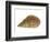 Netted Dog Whelk Shell, Normandy, France-Philippe Clement-Framed Photographic Print