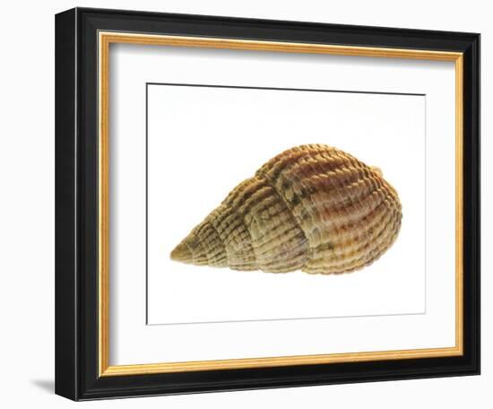 Netted Dog Whelk Shell, Normandy, France-Philippe Clement-Framed Photographic Print