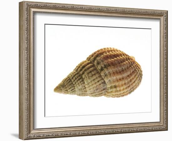 Netted Dog Whelk Shell, Normandy, France-Philippe Clement-Framed Photographic Print