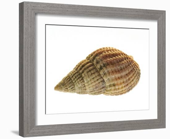 Netted Dog Whelk Shell, Normandy, France-Philippe Clement-Framed Photographic Print