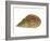 Netted Dog Whelk Shell, Normandy, France-Philippe Clement-Framed Photographic Print