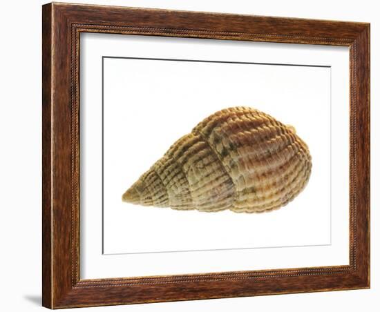 Netted Dog Whelk Shell, Normandy, France-Philippe Clement-Framed Photographic Print