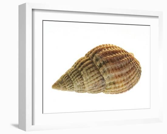 Netted Dog Whelk Shell, Normandy, France-Philippe Clement-Framed Photographic Print