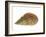 Netted Dog Whelk Shell, Normandy, France-Philippe Clement-Framed Photographic Print