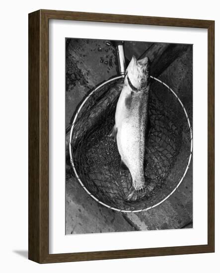 Netted Rainbow Trout-null-Framed Photographic Print