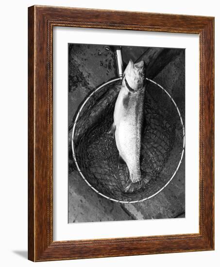 Netted Rainbow Trout-null-Framed Photographic Print