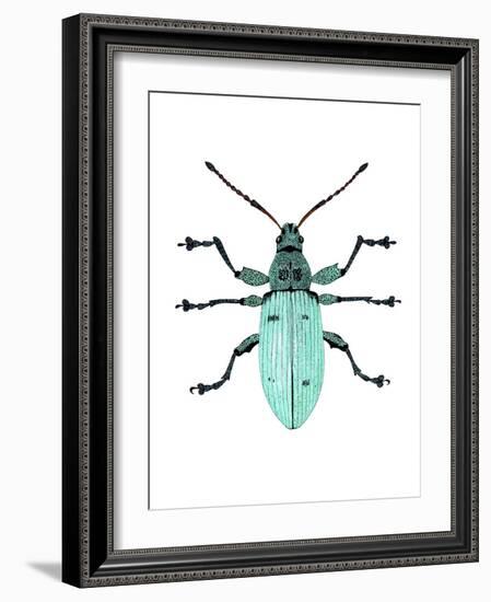 Nettle Weevil-Dr. Keith Wheeler-Framed Photographic Print