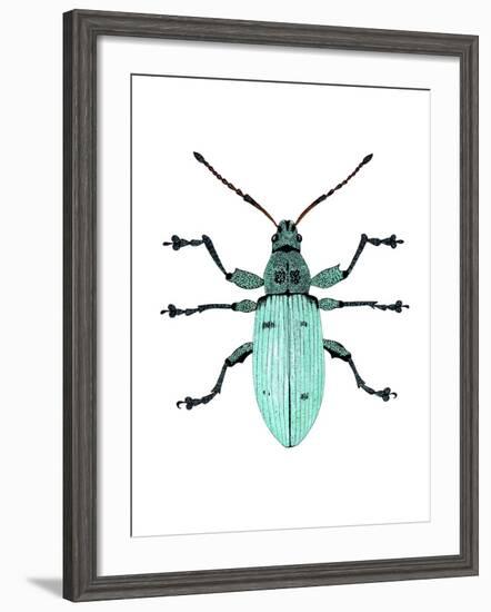 Nettle Weevil-Dr. Keith Wheeler-Framed Photographic Print