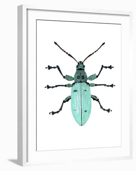 Nettle Weevil-Dr. Keith Wheeler-Framed Photographic Print