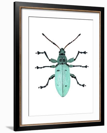 Nettle Weevil-Dr. Keith Wheeler-Framed Photographic Print