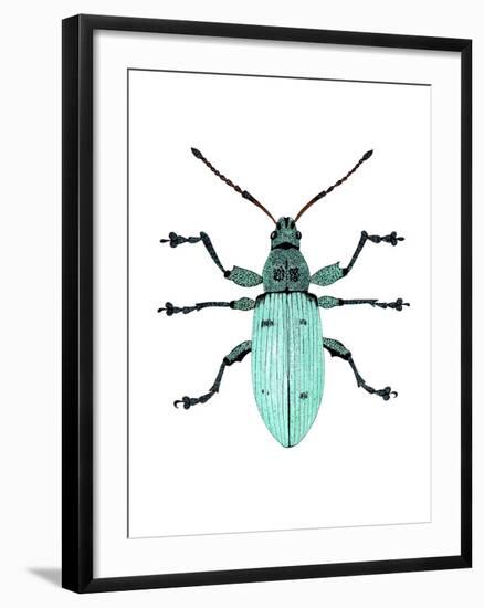 Nettle Weevil-Dr. Keith Wheeler-Framed Photographic Print