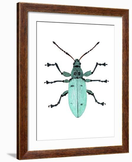 Nettle Weevil-Dr. Keith Wheeler-Framed Photographic Print