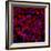 Neural Stem Cells In Culture-Riccardo Cassiani-ingoni-Framed Premium Photographic Print