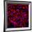 Neural Stem Cells In Culture-Riccardo Cassiani-ingoni-Framed Photographic Print
