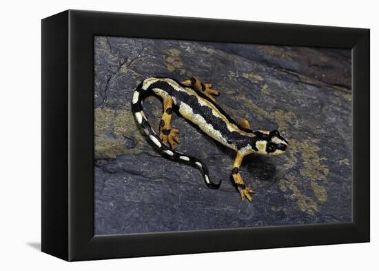 Neurergus Kaiseri (Luristan Newt, Emperor Spotted Newt)-Paul Starosta-Framed Premier Image Canvas