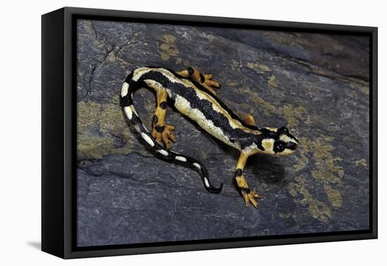 Neurergus Kaiseri (Luristan Newt, Emperor Spotted Newt)-Paul Starosta-Framed Premier Image Canvas