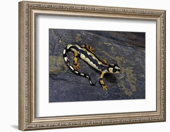 Neurergus Kaiseri (Luristan Newt, Emperor Spotted Newt)-Paul Starosta-Framed Photographic Print