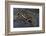 Neurergus Kaiseri (Luristan Newt, Emperor Spotted Newt)-Paul Starosta-Framed Photographic Print