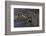 Neurergus Kaiseri (Luristan Newt, Emperor Spotted Newt)-Paul Starosta-Framed Photographic Print