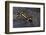 Neurergus Kaiseri (Luristan Newt, Emperor Spotted Newt)-Paul Starosta-Framed Photographic Print