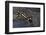 Neurergus Kaiseri (Luristan Newt, Emperor Spotted Newt)-Paul Starosta-Framed Photographic Print