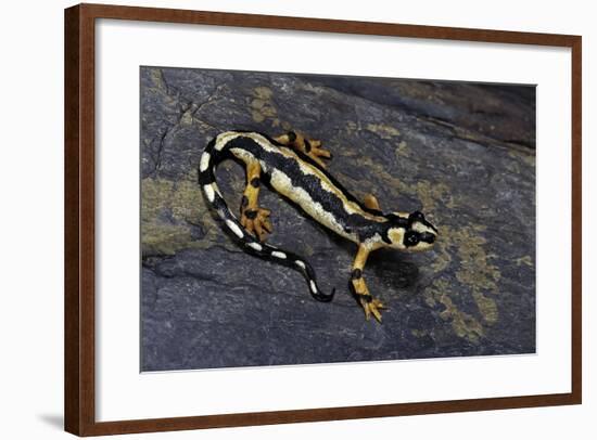 Neurergus Kaiseri (Luristan Newt, Emperor Spotted Newt)-Paul Starosta-Framed Photographic Print