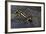 Neurergus Kaiseri (Luristan Newt, Emperor Spotted Newt)-Paul Starosta-Framed Photographic Print