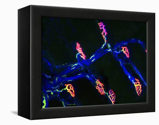 Neuromuscular Synapse, Light Micrograph-Thomas Deerinck-Framed Premier Image Canvas