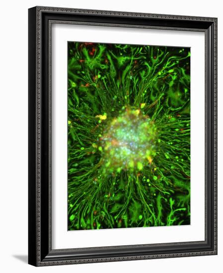 Neurosphere Culture-Riccardo Cassiani-ingoni-Framed Photographic Print