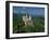 Neuschwanstein Castle, Germany, Europe-Williams Andy-Framed Photographic Print