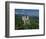 Neuschwanstein Castle, Germany, Europe-Williams Andy-Framed Photographic Print