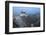 Neuschwanstein Castle in Winter, Fussen, Bavaria, Germany, Europe-Miles Ertman-Framed Photographic Print