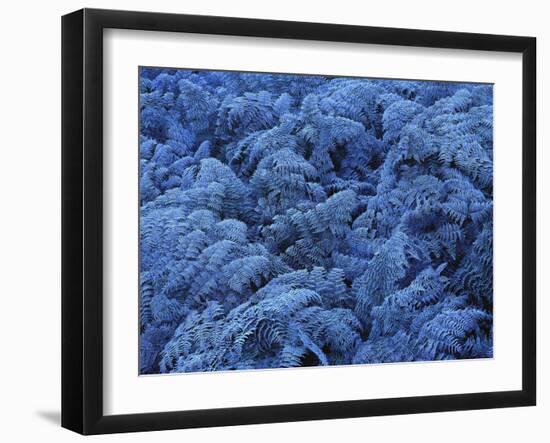 Neuseeland, Farne, Raureif, New Zealand, Pflanzen, Gefroren, Frieren-Thonig-Framed Photographic Print