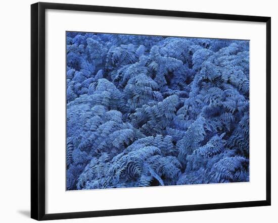 Neuseeland, Farne, Raureif, New Zealand, Pflanzen, Gefroren, Frieren-Thonig-Framed Photographic Print