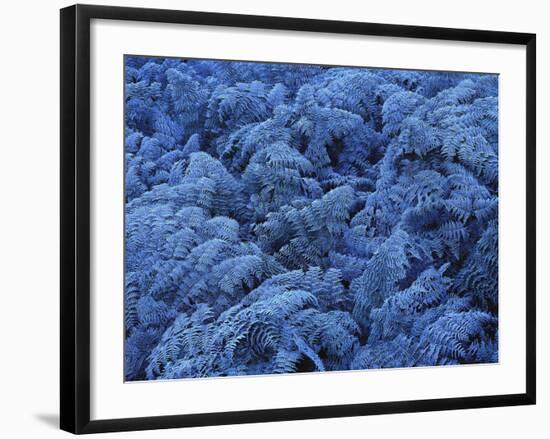 Neuseeland, Farne, Raureif, New Zealand, Pflanzen, Gefroren, Frieren-Thonig-Framed Photographic Print