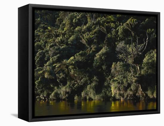 Neuseeland, Porarai River, Regenwald, Nikan-Palmen , New Zealand, Fluss, Gewv¤Sser-Thonig-Framed Premier Image Canvas